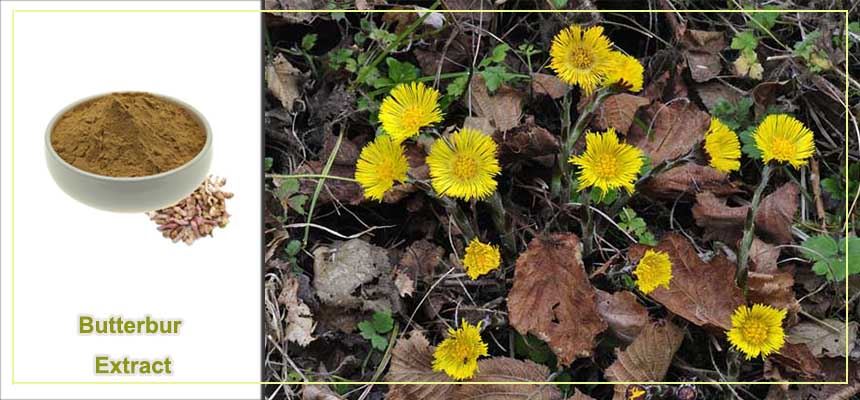 product-1-1 Butterbur Extract