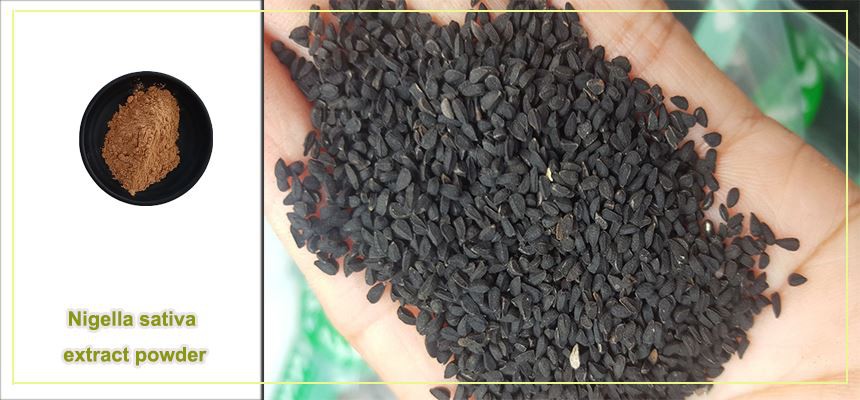 Nigella sativa extract powder raw material display Nigella sativa extract powder raw material display